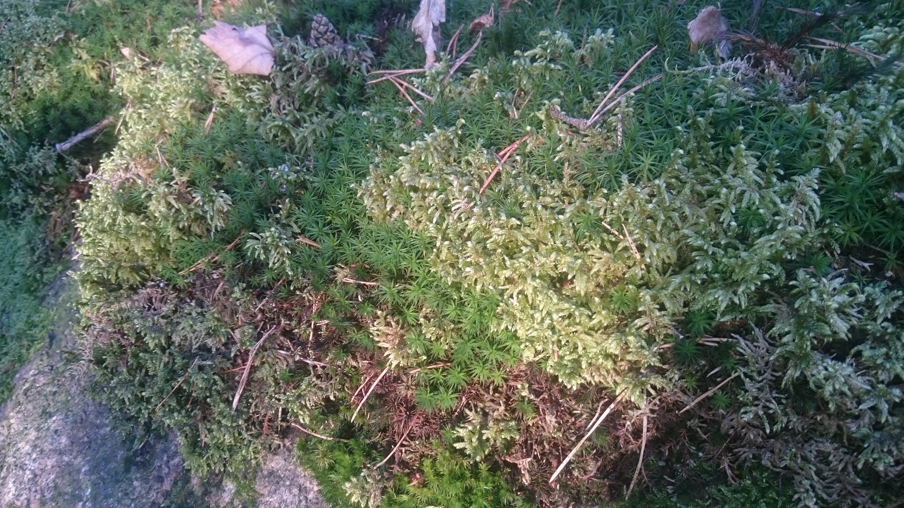 bjornemose-og-furumose-litt-etasjemose