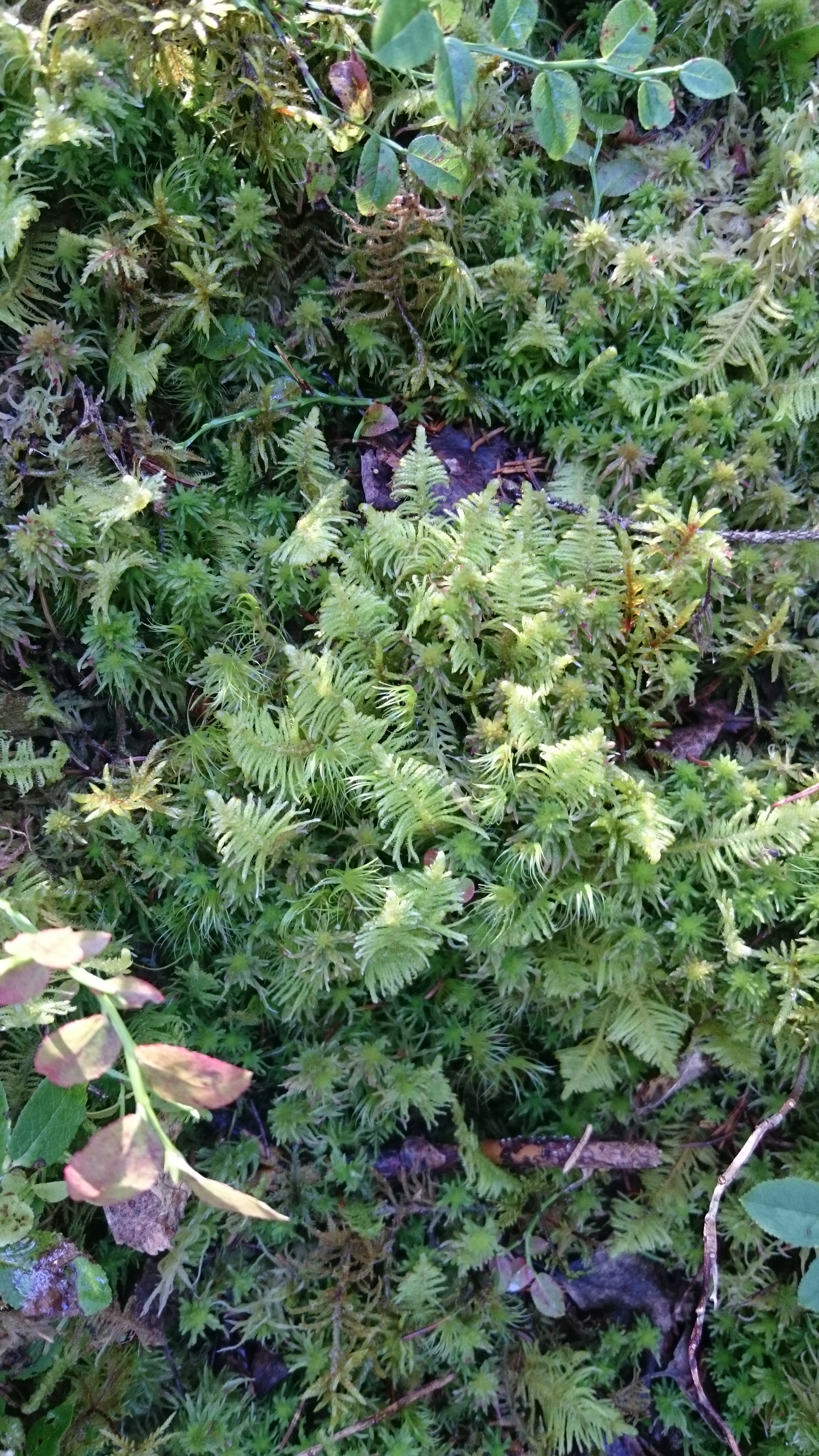 fjaermose-i-midten-etasjemose-rundt