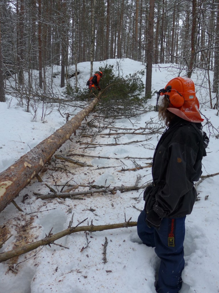 Demonstrasjon av kvisting med motorsag. Foto: Siv Holmin