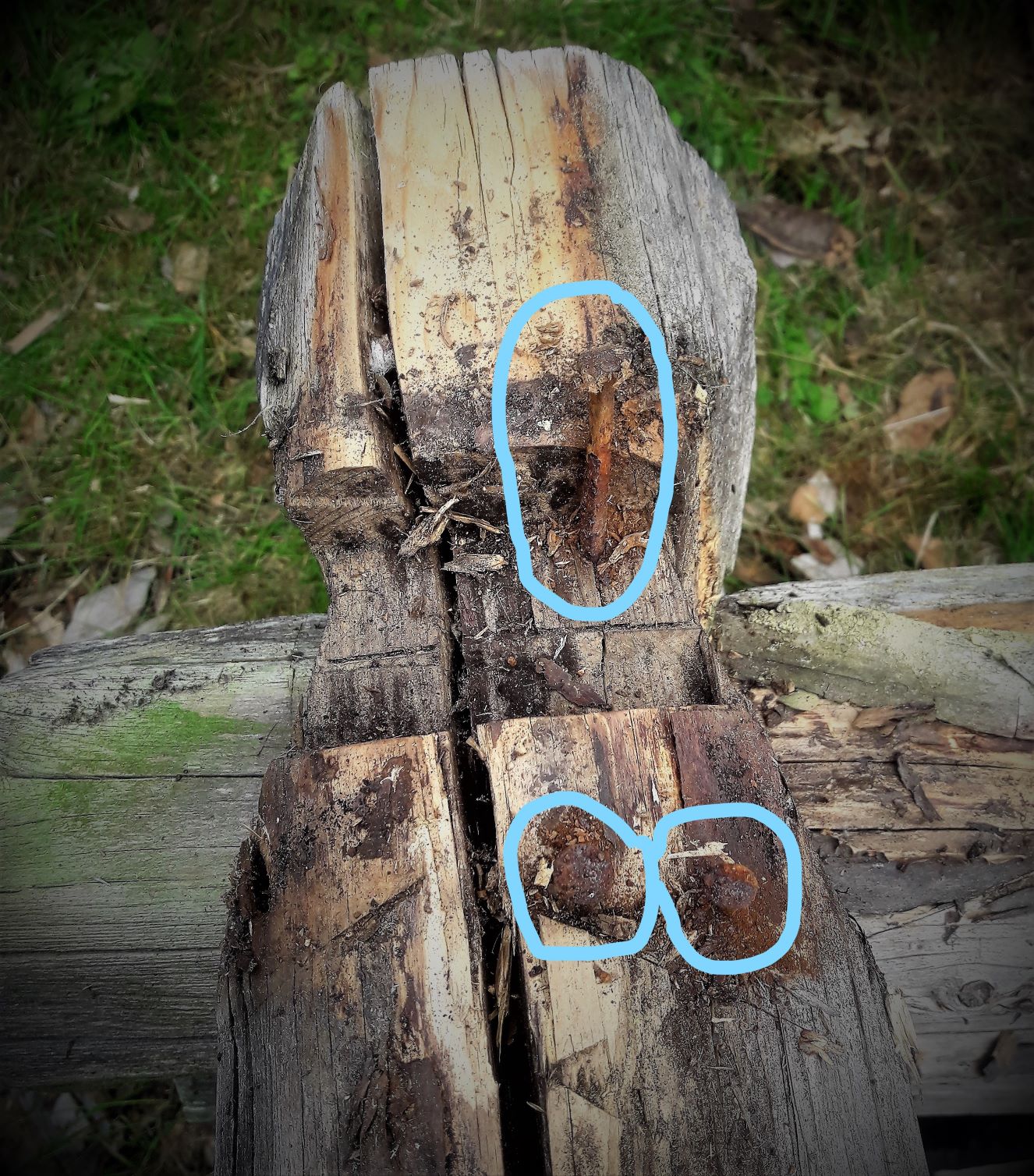 Bilde 4.Grove spiker i enkelte laft